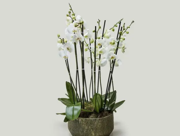 plants
