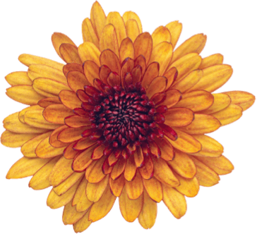istock 1355512690