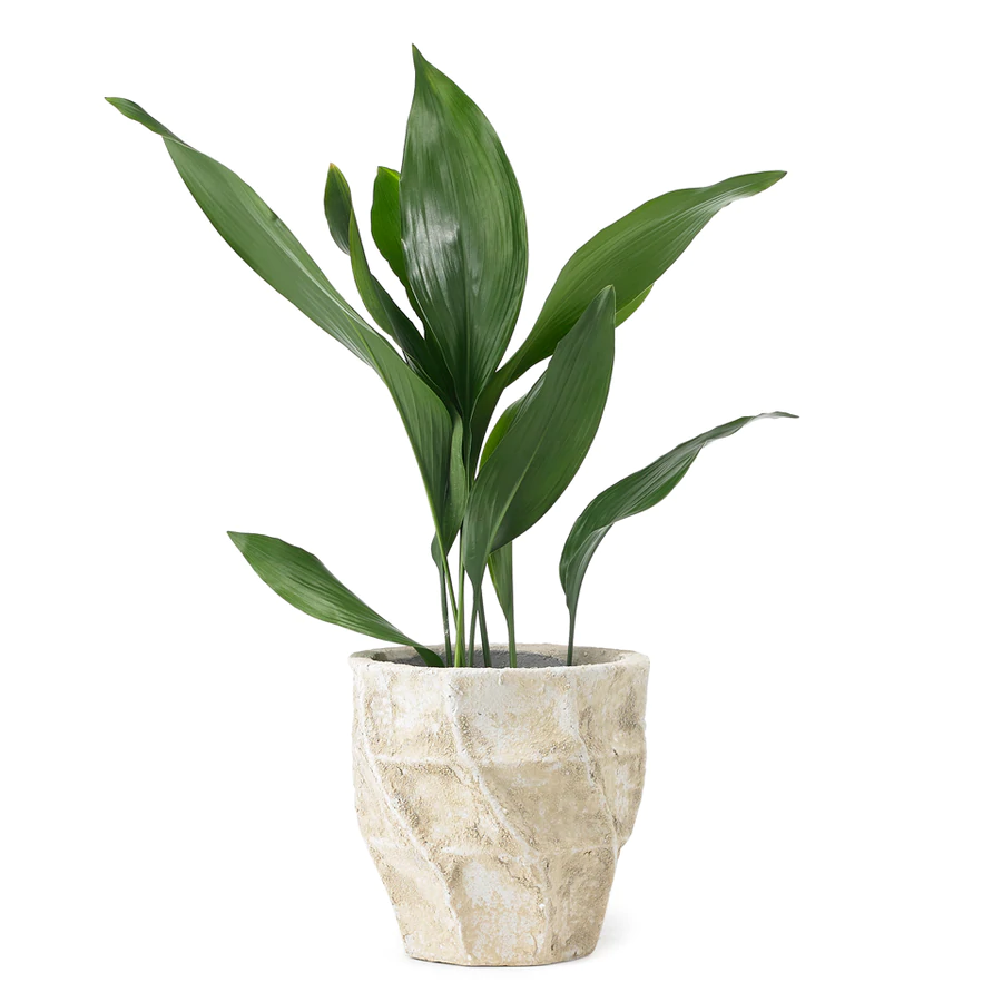 aspidistra 900x aspidistra 900x