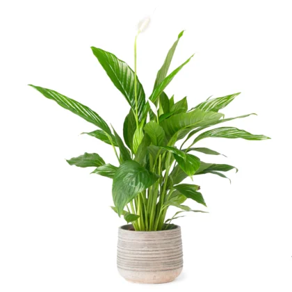 peace lily j 960x960